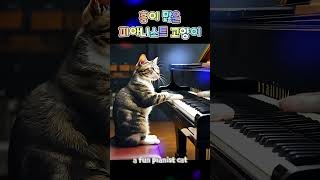 웃짤 흥이 많은 피아니스트 고양이 🐈 Shorts 쇼츠 고양이 밈 밈짤 웃짤 짤방 힐링 AIFunny Pianist Cat 🐈 Shorts Ca [upl. by Behl]