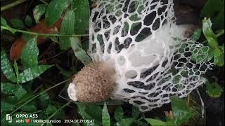 Stinkhorn mushrooms of Goa Phallus indusiatus from Canacona [upl. by Dhumma]