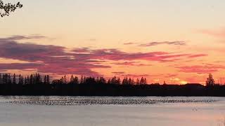 Birds flying above or resting on a Fort whyte lake at sunset [upl. by Cayser99]