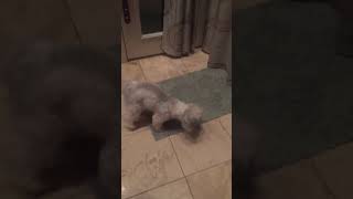 Adorable Puppy Plays Fetch By Himself On Stairs [upl. by Walli690]