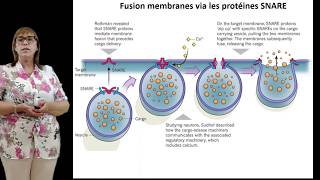 Exocytose [upl. by Elakram]