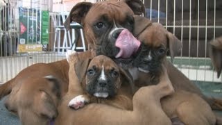 Cute 6 Week Old Boxer Puppies Playing [upl. by Martina341]