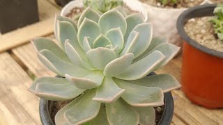 Echeveria elegans propagation [upl. by Ainahpets]