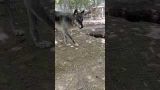 Wolf Dogs Can Be Skittish dog animals wildlife love nature pets wolf shorts [upl. by Einra222]