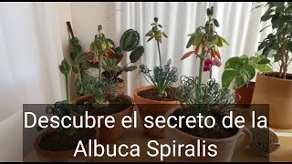 Descubre la increíble Albuca Spiralis y sus cuidados Este bulbo sudafricano tiene algo muy especial [upl. by Levenson483]