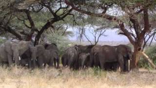 Protect and Respect natureKamalElephant song [upl. by Gellman]