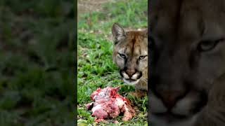 ORIGINAL  Cougar Encounter in Utah  Mountain Lion Stalks Me For 6 Minutes [upl. by Enyal]