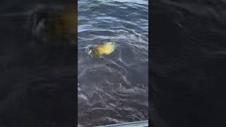 Bass walleye carpfishing walleyefishing dronemusic fish fisheye [upl. by Akanke]