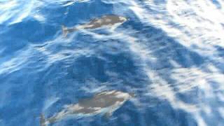 DELFINES EN PALAMÓS [upl. by Treat]