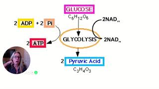 APBio Chapter 8 Cellular Respiration Part 1 Overview of All amp Anaerobic Respiration [upl. by Ytima]