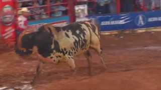 Final rodeio de Colorado  PR 2014 com Almir Cambra [upl. by Eglantine]