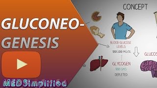 Gluconeogenesis Pathway Made Simple  BIOCHEMISTERY [upl. by Laure]