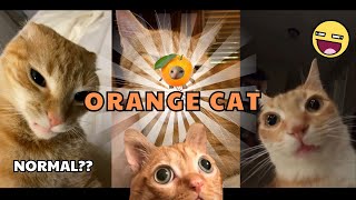 The Real Reason Orange Cats Are Different Is Oddly Scientific [upl. by Scoter]