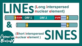 LINEs and SINEs  Poly A retrotransposon  Genetic organization of LINE and SINE  Mol bio [upl. by Cornia684]