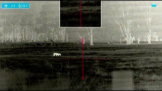 8 Foxes in 30 Seconds Using the Night Tech MS42 Thermal Scope MiniSight [upl. by Dnomaj]