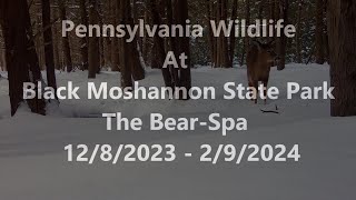 Pennsylvania Wildlife at the Black Moshannon State Park the BearSpa 1282023  292024 [upl. by Heim498]