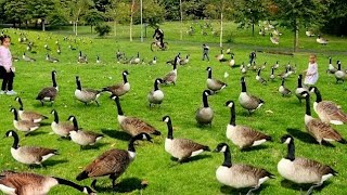 Geese Honking Canada Geese Sounds in Large Space Park With Hunderds Of Geese Make Joyful Noise [upl. by Enimzaj170]