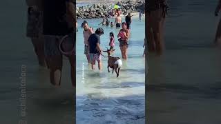 Insólito Cabra en pañales se pasea por playa de Totoralillo [upl. by Gracia747]