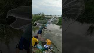 Video Throw cast net fishing traditional technique catching fish in the lake [upl. by Currier]