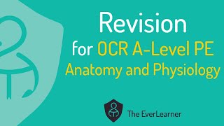 OCR ALevel PE 2022 Revision Anatomy and Physiology [upl. by Acirat]