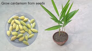 Grow Cardamom  Elaichi from seeds  How to grow elaichi  Grow plants faster at home [upl. by Tavis]