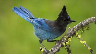 Stellers jay Sound  Stellars Jay Singing  Stellar Jay Scream  Stellar Jay Mating Call [upl. by Schroeder]