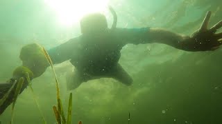 Pasco County scallop season extended from 10 to 37 days [upl. by Angil]