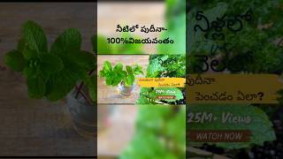 quotMint cultivation comparing water and soil growthquot gardening indoors mintcare [upl. by Gudrin]