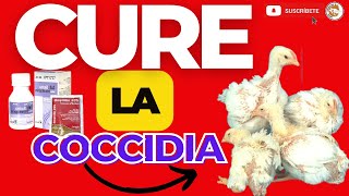 🤩COMO CURAR LA COCCIDIOSIS Y ACABARLA EN LOS POLLOS DE ENGORDE😮 COCCIDIA AVIAR 🤮 [upl. by Abel587]