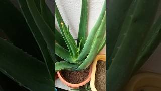 Aloe vera flower short videoviral video [upl. by Raynah555]