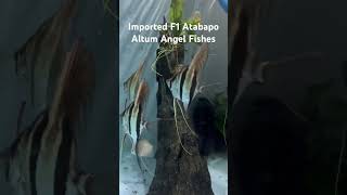 Imported F1 Atabapo Altum Angel Fishes [upl. by Sibeal93]