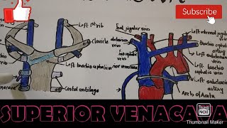 SVCSUPERIOR VENA CAVAcourserelationsterminationTributaries [upl. by Dyke]