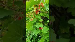 LOTS OF Redcurrant Bushes Growing foodshorts eatingasmr redcurrant bushes naturalbeauty [upl. by Digdirb]