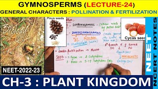 Plant Kingdom Class  11  Gymnosperms  Pollination amp Fertilisation  Lecture 24 NEET2022 amp 2023 [upl. by Aisatan]