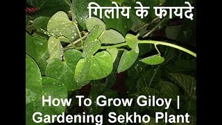 Grow of Giloy Plant from a Single Stem  how to grow giloy plant without seeds in Hindi [upl. by Esereht555]