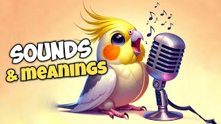 Cockatiel Sounds and Their Meanings [upl. by Aljan]