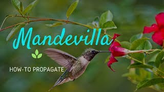 How To Propagate Mandevilla From Seeds [upl. by Jodoin]