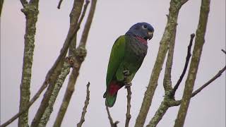 MARITACA DA CABEÇA AZUL MAITACA DA CABEÇA AZUL CURICA CURICA ROXA [upl. by Fabian]