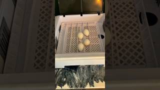 How To Incubate Chicken Eggs incubator [upl. by Nwahsiek]