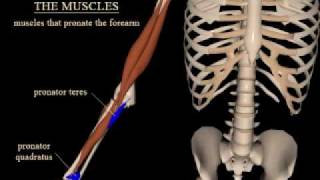 pronation and supination of the forearm [upl. by Ethan]