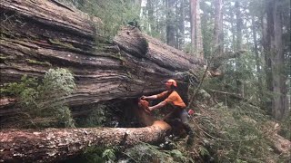 Falling and Bucking a HUGE cedar tree  Helicopter Logging [upl. by Schreiber]