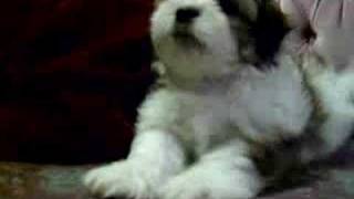 Adorable Maltese and Shih Tzu Puppy [upl. by Cobb]