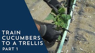 How to Train Cucumbers to a Trellis [upl. by Eihctir]