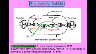 10 Cell biology  Transcription bubble شرح بالعربي [upl. by Lodhia327]