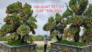 Công khai giá quất tết đẹp cổ thụ giáp thìn 2024 [upl. by Roldan]