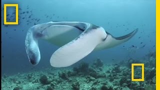 Feeding Frenzy Manta Rays in the Maldives  National Geographic [upl. by Freddy]