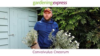 Plant Profile  Convolvulus cneorum [upl. by Atikaj]