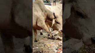 गऊ माता की दुर्दसा तो देखो😭😭humanity shorts viral trending respectthehelpinghand2479 [upl. by Luther]