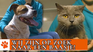 Deze honden en katten zijn klaar voor adoptie  DierenpraatTV [upl. by Yclehc]