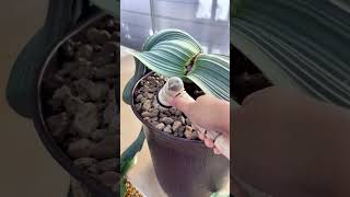 Welwitschia mirabilis cactus succulents gardening plants [upl. by Jurdi17]